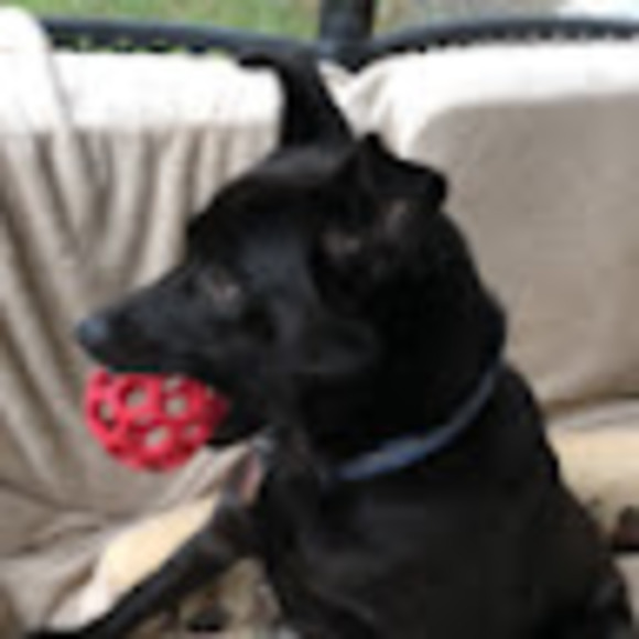 Meet your Posher, Rachel - Picture 1 of 1